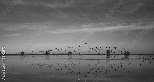 flock of birds in field of water black and white photo
