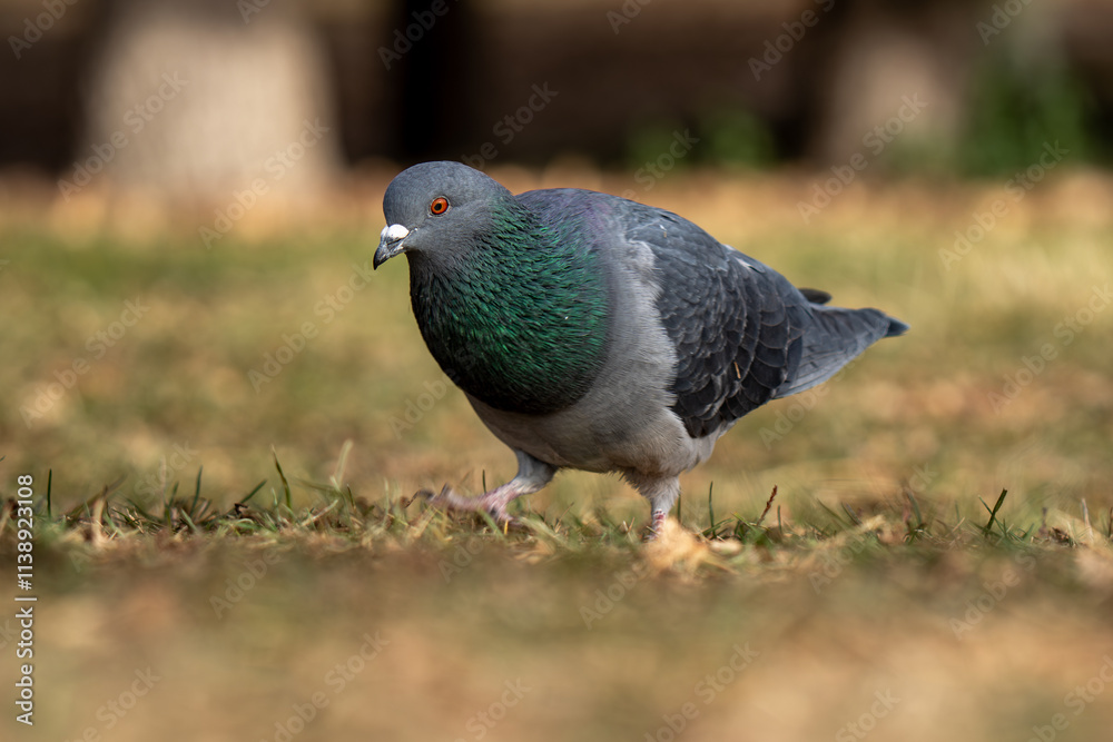 pigeon on the grass pigeon on the grass