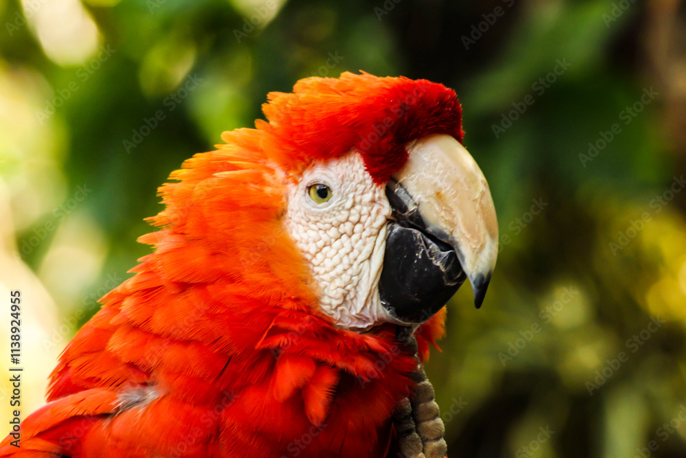 Fototapeta premium close up of a parrot