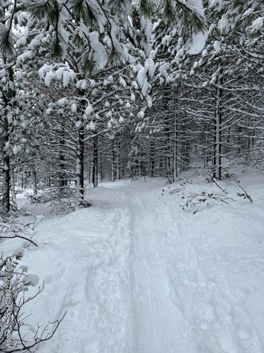 Snow Covered Trail in the Forest photo