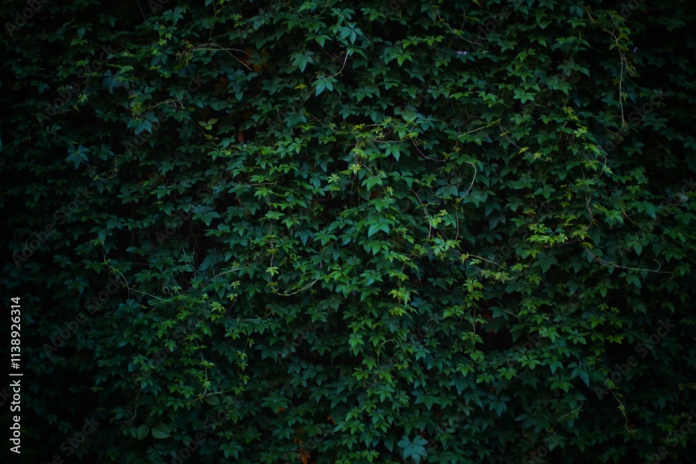 Obraz premium A wall completely covered in green ivy with a few purple flowers. The leaves are lush and vibrant, creating a natural, textured background.