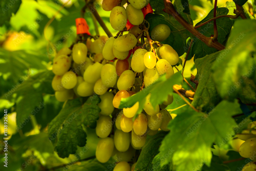 grapes in the vineyard grapes in the vineyard