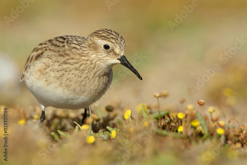 Baird's Sandpiper and flowers photo