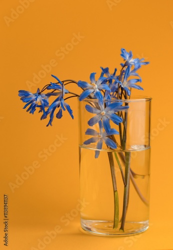 still life blue flower on orange background photo