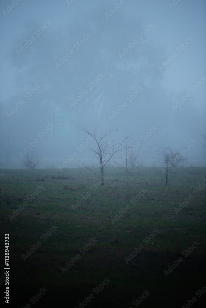 Obraz premium Foggy weather in the town, countryside with misty and foggy weather ,landscape photo with buildings and trees,blue colors , morning nature in the small city, road and trees , soviet building , mystery
