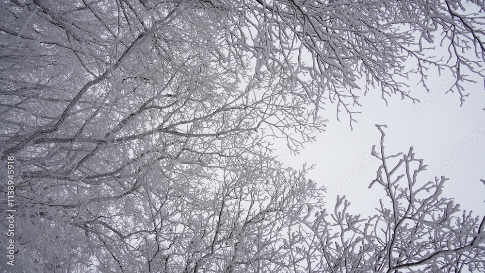 Snow-covered winter trees in Mt. Ilwol, Korea Snow-covered winter trees in Mt. Ilwol, Korea
