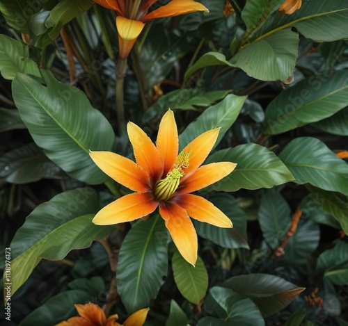 Overhead shot of banana flower and surrounding green leaves with bright orange and yellow tones, flowers, greenleaf