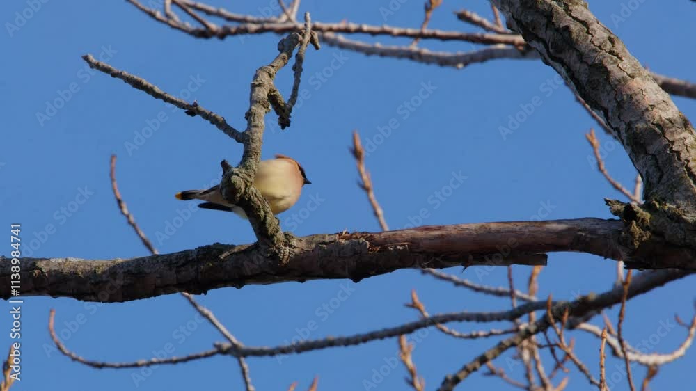 A Northern Mockingbird (Mimus polyglottos) perched on a branch and singing in the winter sunshine. A Northern Mockingbird (Mimus polyglottos) perched on a branch and singing in the winter sunshine.