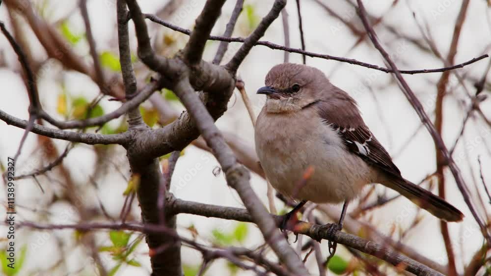 Close up of a Northern Mockingbird (Mimus polyglottos) perched on a tree in full winters in a forest. Close up of a Northern Mockingbird (Mimus polyglottos) perched on a tree in full winters in a forest.