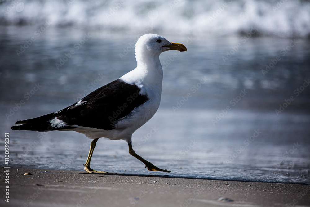 seagull on the beach seagull on the beach
