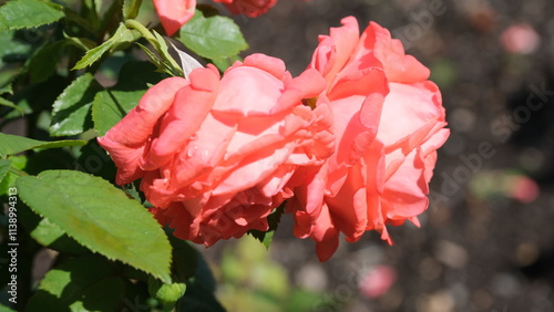 flower, garden, green, pinnkkk, sprinnng, plants, roses