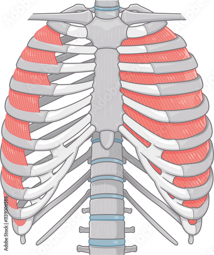 肋間筋のイラスト・intercostals illustration