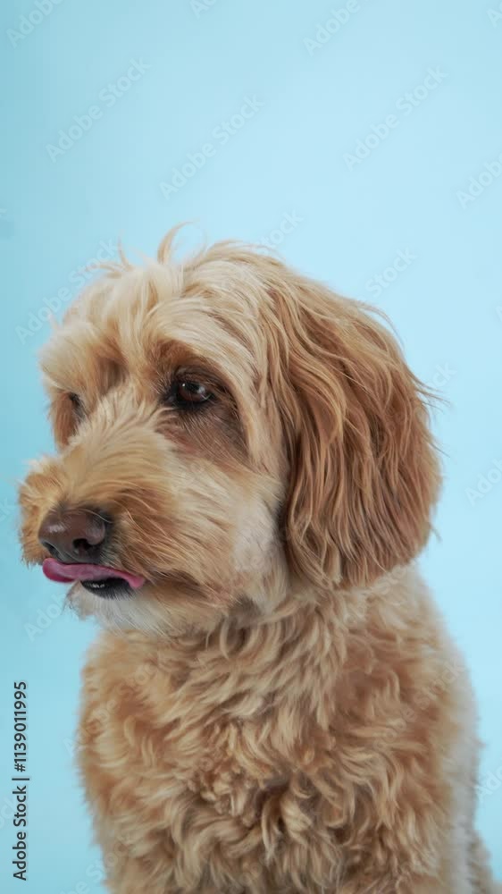 Portrait of a Doodle dog with a light blue background. The dog appears calm and serene, its fur softly highlighted by the light. Portrait of a Doodle dog with a light blue background. The dog appears calm and serene, its fur softly highlighted by the light.