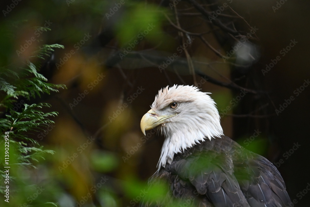 Fototapeta premium 動物園のハクトウワシ