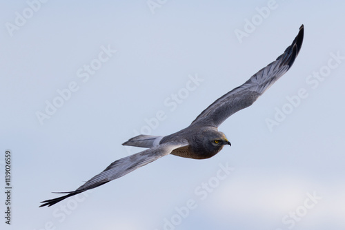 Extremely close view of a male Northern harrier flying in beautiful light, seen in the wild in North California photo