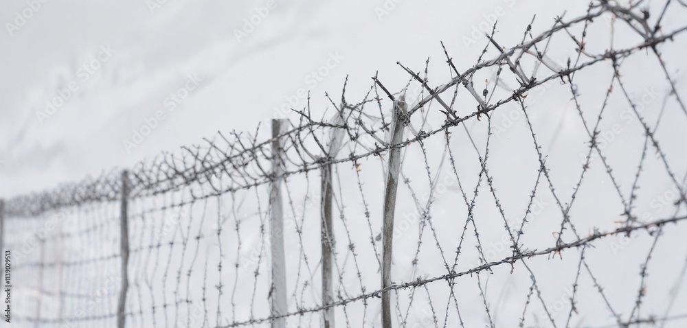 Dense barbed wire mesh stretched across a snowy white background, rural, terrain Dense barbed wire mesh stretched across a snowy white background, rural, terrain