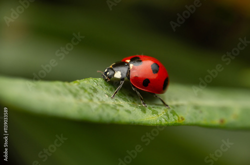 Ladybug on a milkweed leaf - macro photography photo