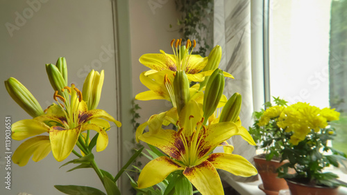 A close-up view of vibrant yellow lilies in a vase, showcasing their beauty with blooming flowers and buds. The scene is set by a sunlit window, adding a natural and serene ambiance.