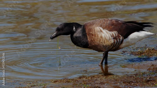 An Atlantic brant (Branta bernicla hrota) eating moss or algae on a river bank in North America. photo