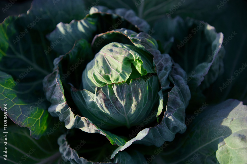Obraz premium Head of cabbage on the field