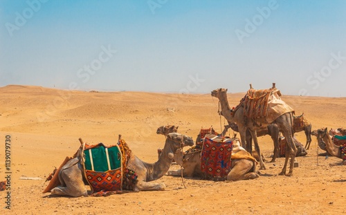Egyptian Pyramids, Giza, El Cairo, Egypt photo
