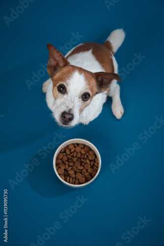 Принти на полотні A Jack Russell Terrier looks up expectantly at a food bowl on a blue background, capturing the dog anticipation