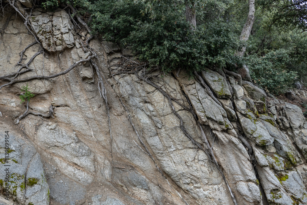 Fototapeta premium Mt Wilson Red Box Rd. San Gabriel Mountains, Los Angeles County, California. Quartz Diorite / Gray quartz diorite / Plutonic rocks. complexly intruded by dikes, sills and pods of leucogranitic rocks 