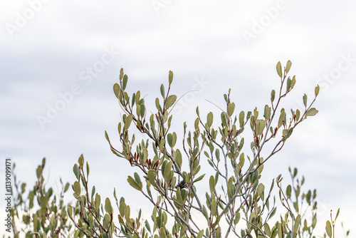 Cercocarpus betuloides,rose family. mountain mahogany and birch leaf mountain mahogany.  Eaton Saddle Trailhead. Mt Wilson Red Box Rd. San Gabriel Mountains, Los Angeles County, California.  photo