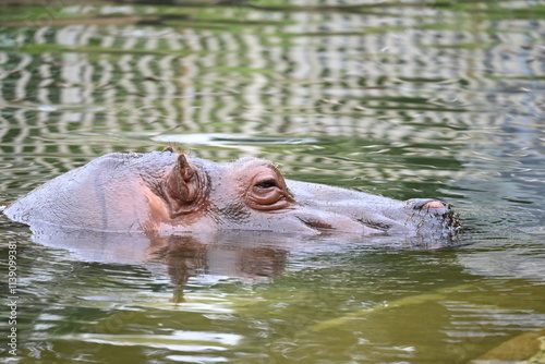 動物園のプールを泳ぐカバ photo