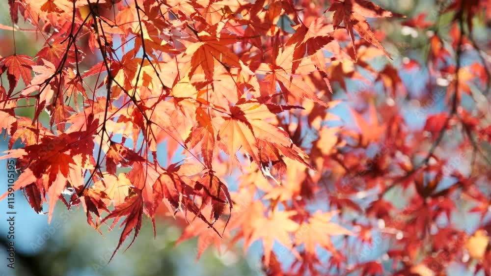 秋・冬　紅葉の森の風景　赤・オレンジ・黄色に色づいたカラフルな木々の葉とキラキラ輝く日差しと太陽の光レンズフレアの揺らめき　木漏れ日の美しい季節の風景