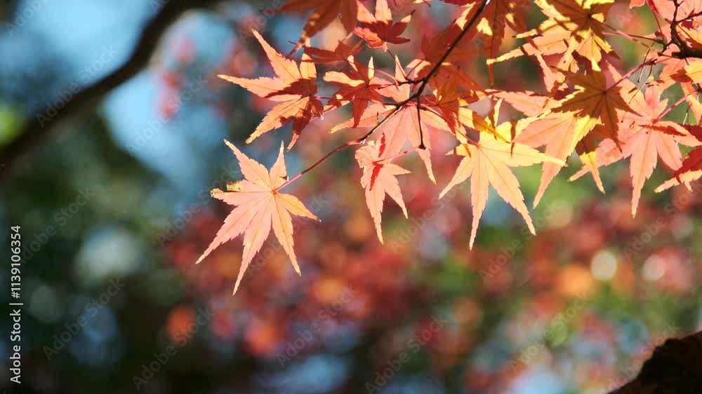 秋・冬 紅葉の森の風景 赤・オレンジ・黄色に色づいたカラフルな木々の葉とキラキラ輝く日差しと太陽の光レンズフレアの揺らめき 木漏れ日の美しい季節の風景 秋・冬 紅葉の森の風景 赤・オレンジ・黄色に色づいたカラフルな木々の葉とキラキラ輝く日差しと太陽の光レンズフレアの揺らめき 木漏れ日の美しい季節の風景