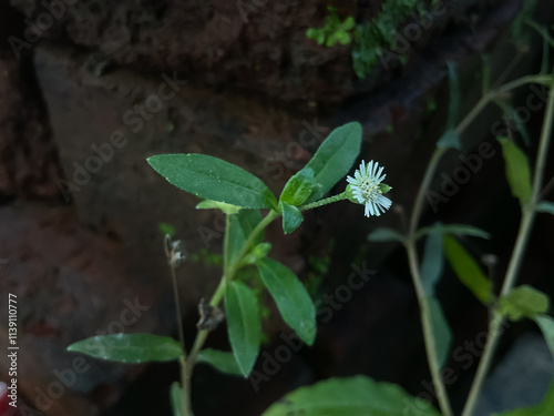 Bhringraj alternative medicine for hair care