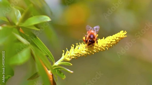 ladybird on a flower