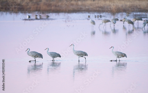 Sandhill Cranes migrating in southern Arizona