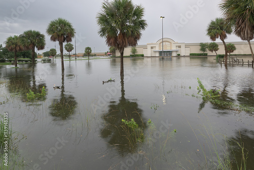 Heavy rains transform a mall parking lot into a flooded landscape, with several ducks swimming