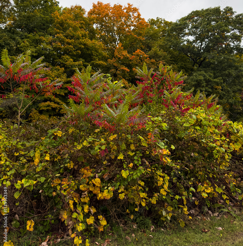 Fototapeta premium Bushes and Trees Beginning to Change Colors in Autumn