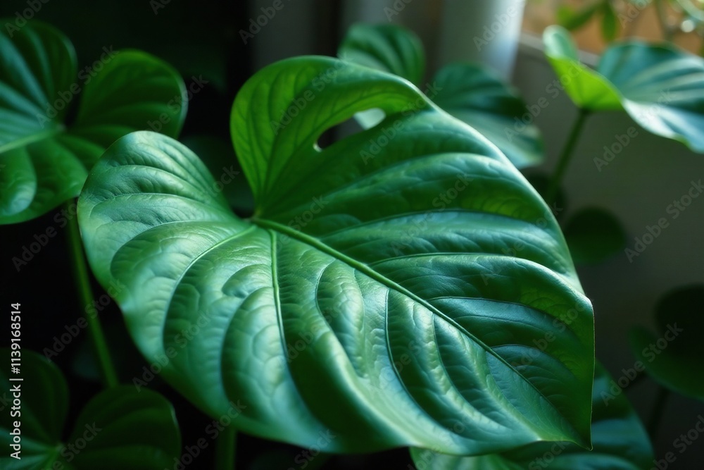 Obraz premium Single large Monstera Philodendron leaf in water, botanical, philodendron, monstera