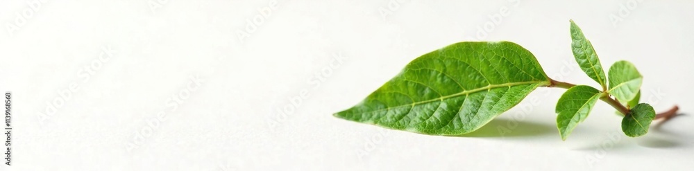 Single pomegranate leaf isolated on white surface, leaves, green Single pomegranate leaf isolated on white surface, leaves, green