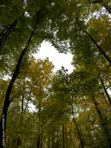 Looking Up at Tall Trees with Early Autumn Colors photo