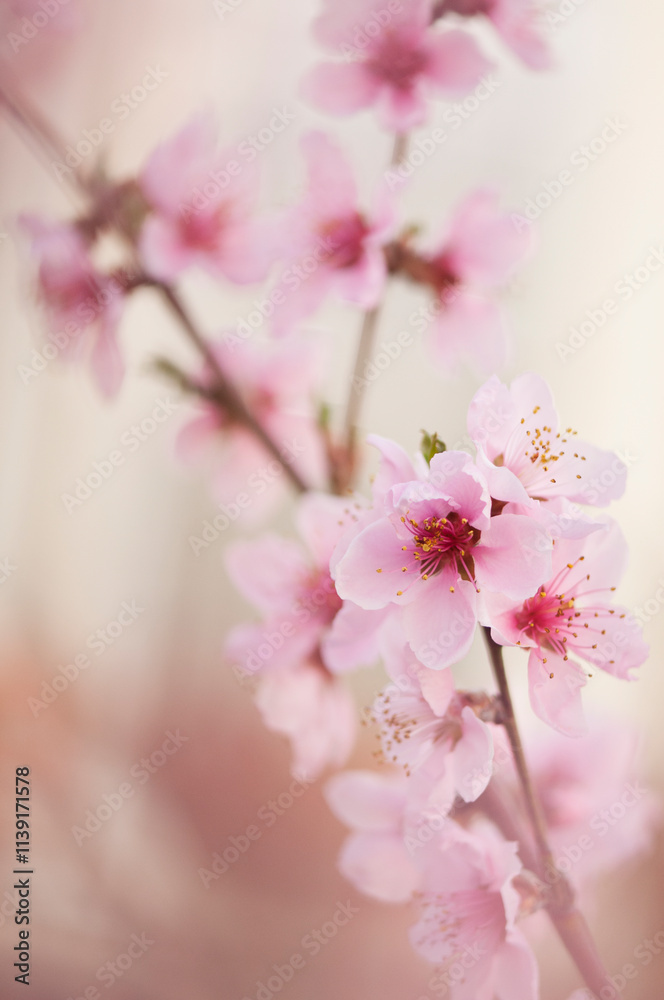 Obraz premium Peach Saturn. Prunus persica