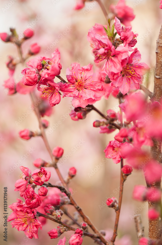 Peach Red Baron. Prunus persica Peach Red Baron. Prunus persica