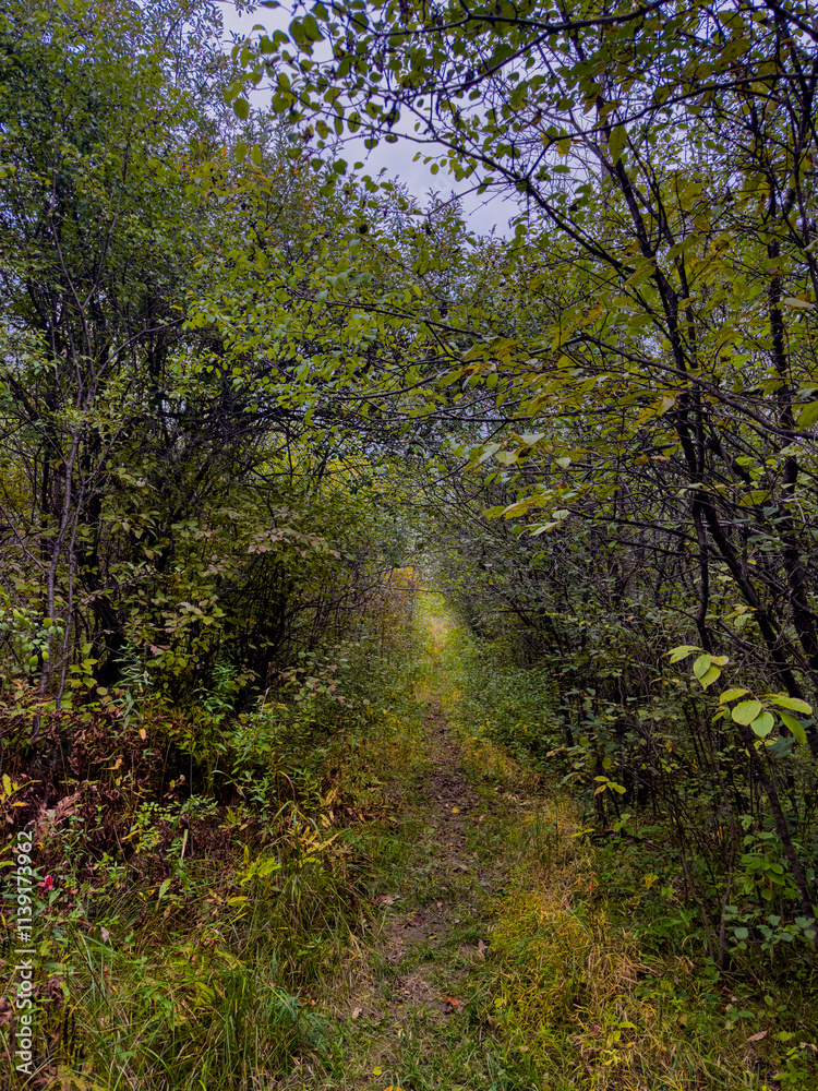 Overgrown Trail Surrounded by Bushes in the Forest Overgrown Trail Surrounded by Bushes in the Forest