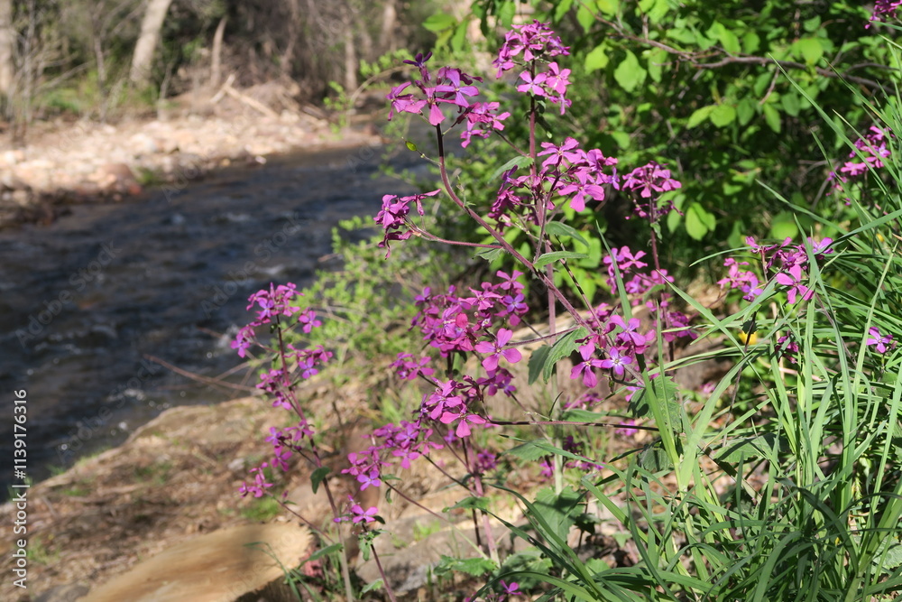 Obraz premium Honesty plant flowers blooming along the Boulder creek, Colorado