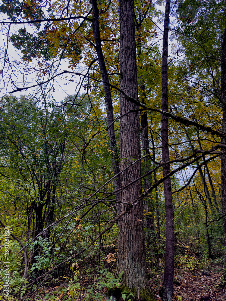 Obraz premium Forest Clearing with Trees and Changing Leaves