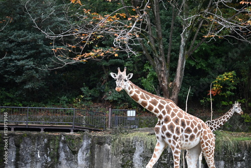 動物園のアミメキリン photo