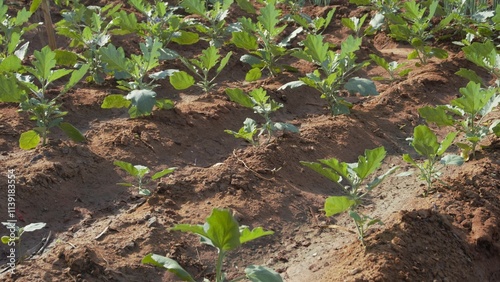 Cultivation of Eggplant, aubergine, brinjal or baigan from in home garden in organic manner