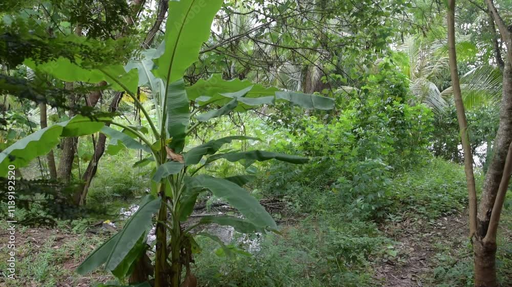 Fresh trees in the rainy season, It's raining, the trees are wet Fresh trees in the rainy season, It's raining, the trees are wet