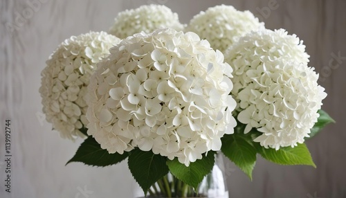 Large white mophead hydrangea flowers in a vase, french hydrangea, white flowers, mophead hydrangea