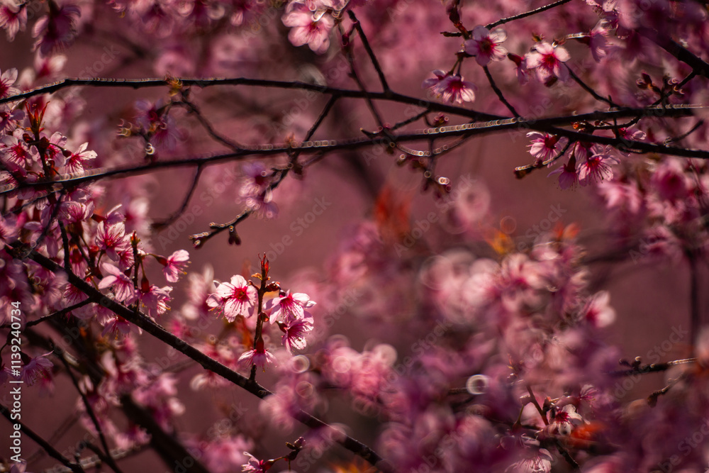 Pink Himalayan cherry blossoms bloom only in winter. Pink Himalayan cherry blossoms bloom only in winter.