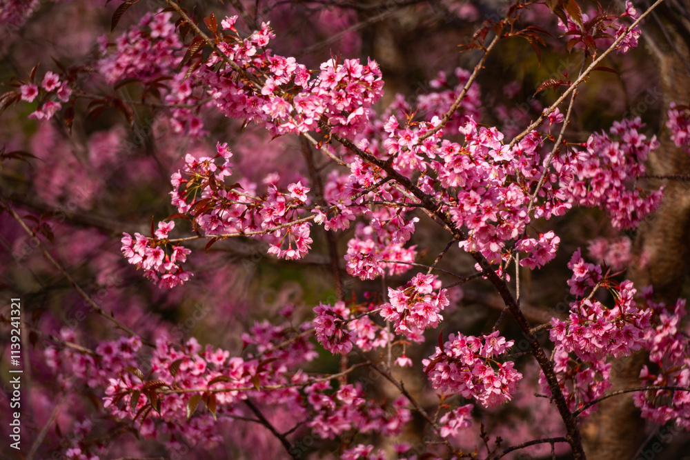 Pink Himalayan cherry blossoms bloom only in winter. Pink Himalayan cherry blossoms bloom only in winter.